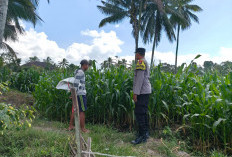 Dukung Asta Cita, Kapolsek Candipuro Tinjau Lahan Jagung Varietas Advanta di Sumberrejo