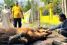 Iduladha 1447 H: Akmarawita Kadir Tegaskan Semangat Berbagi Golkar Surabaya, Apresiasi Konsistensi Adela