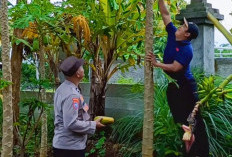 Bhabinkamtibmas Jogorogo Dorong Budidaya Pepaya di Pekarangan Warga untuk Perkuat Ketahanan Pangan