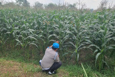 Dukung Swasembada Pangan, Bhabinkamtibmas Polsek Tekung Turun Langsung Mendampingi Petani