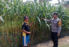 Bhabinkamtibmas Desa Ngale Monitoring Lahan Jagung Warga, Dukung Program Ketahanan Pangan di Ngawi