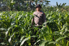 Bhabinkamtibmas Polsek Kedungjajang Dampingi Petani di Lumajang Perkuat Ketahanan Pangan