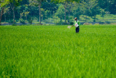 Hadapi Ancaman El Nino, DKPP Kota Madiun Siagakan 1.071 Sarana Irigasi Cegah Gagal Panen