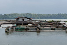 Fenomena Sapon Hantam Danau Ranu, Ribuan Kuintal Ikan Mati Mendadak, Petani Keramba Rugi Besar
