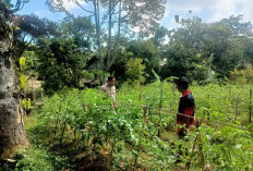 Bhabinkamtibmas Jogorogo Monitoring Tanaman Tomat Warga Dukung Ketahanan Pangan