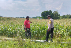 Wujudkan Swasembada Mandiri, Kapolresta Sidoarjo Gerakkan Jajaran Polsek Perkuat Ketahanan Pangan Desa