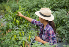 Rahasia Racikan Pupuk Organik Cair untuk Tanaman Cabai Cepat Berbuah