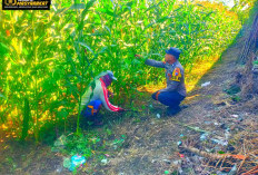 Kawal Ketahanan Pangan Nasional, Anggota Polsek Kunir Turun Langsung Cek Lahan Jagung Petani