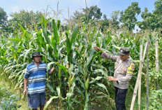 Polres Ngawi Ajak Warga Manfaatkan Pekarangan Produktif, Bhabinkamtibmas Widodaren Monitoring Jagung
