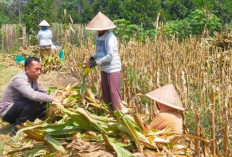 Bhabinkamtibmas Polresta Malang Kota Dampingi Petani Panen Jagung di Cemorokandang
