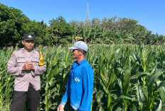 Bhabinkamtibmas Wonoasri Dampingi Petani Jagung, Wujud Nyata Polri Dukung Ketahanan Pangan Nasional