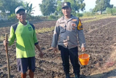 Polsek Kudu Kawal Penanaman Jagung Bantuan Polres, Perkuat Ketahanan Pangan Nasional