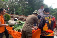 Lansia Tewas Tertabrak KA Jayabaya di Pelintasan Hutan Kota Pakal Surabaya