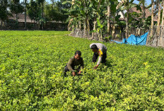 Bhabinkamtibmas Polsek Karangjati Sambang Lahan Warga, Dukung Program Ketahanan Pangan