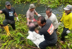 Tiga Hari Pencarian, Balita Ditemukan Tewas Dalam Kolam Eceng Gondok Desa Maesan Kediri 