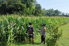Bhabinkamtibmas Kedunggalar Monitoring Tanaman Jagung Warga Dukung Ketahanan Pangan di Ngawi