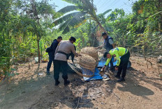 Polsek Waru Bongkar Arena Sabung Ayam di Bungurasih, Tindaklanjuti Informasi Viral