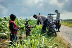 Antisipasi Dampak El Nino, Personel Polsek Tempeh Turun ke Sawah Dialog Bersama Petani Kaliwungu