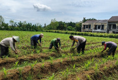 Bhabinkamtibmas Kelurahan Buring Dampingi Petani Jagung Dukung Ketahanan Pangan