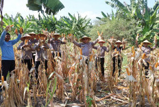Dukung Asta Cita Presiden, Polres Pelabuhan Tanjung Perak Panen 815 Kg Jagung Pipil di Kenjeran