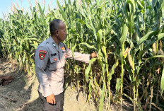 Bhabinkamtibmas Desa Prambon Kontrol Lahan Jagung, Sukseskan Ketahanan Pangan