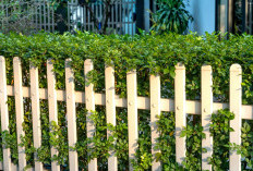 Daftar Tanaman Pagar Hidup yang Cantik, Rindang, dan Mudah Dirawat