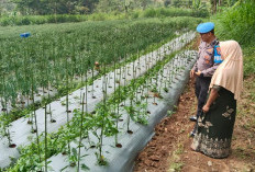 Polsek Nongkojajar Dampingi Petani Bawang di Pasuruan Perkuat Ketahanan Pangan