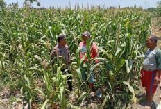 Polsek Sukorejo Dampingi Kelompok Tani Manfaatkan Lahan untuk Tanaman Jagung