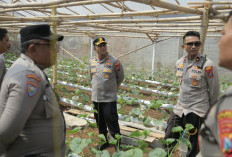 Kapolres Blitar Monitoring Tananam Melon, Dukung Ketahanan Pangan