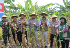 Sinergi Wujudkan Ketahanan Pangan, Polres Pelabuhan Tanjung Perak Panen Raya Jagung Kuartal II Tahun 2026