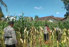 Dukung Program Ketahanan Pangan, Polsek Jatiroto Pantau Pertumbuhan Jagung