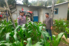 Bhabinkamtibmas Polsek Sine Monitoring Lahan Jagung Warga, Dukung Swasembada Pangan di Ngawi