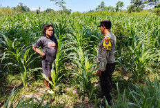 Dukung Ketahanan Pangan Asta Cita, Polsek Yosowilangun Pacu Produktivitas Jagung Desa Wotgalih