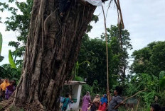 Viral Pohon Beringin Tumbang di Situbondo Kembali Tegak Usai Ranting Dipotong