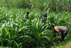 Tingkatkan Program Swasembada Jagung, Polsek Balongbendo Pantau Lahan Jagung di Desa Kedungsukodani