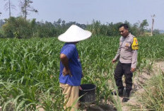 Dukung Ketahanan Pangan, Bhabinkamtibmas Polsek Gandusari Sambang Petani Jagung