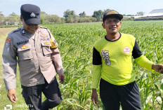 Bhabinkamtibmas Semampir Pantau Tanaman Jagung Muda untuk Dukung Ketahanan Pangan di Kediri Kota