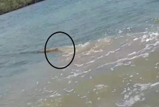 Temukan Pipa Misterius di Laut, Nelayan Banyuglugur Khawatir Rusak Ekosistem Perairan