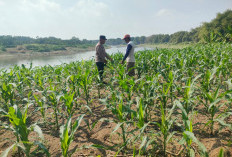 Polsek Bojonegoro Kota Intensif Dampingi Petani Jagung, Dukung Ketahanan Pangan