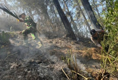Hutan Gunung Argo Lawe Trenggalek Terbakar, Satu Hektare Lahan Perhutani Hangus
