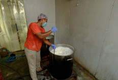 Produksi Susu Sapi Boyolali Naik Empat Kali Lipat, Suplai Capai 2.000 Liter Per Hari