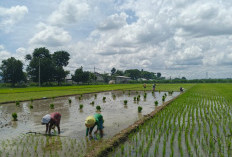 Serapan Pupuk Subsidi Jombang Tembus 60 Persen, ZA Paling Laris Ditebus Petani