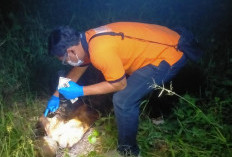 Geger! Pemancing Temukan Kerangka Manusia Tanpa Identitas di Sememi Surabaya
