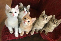 Waspada! Bulu Kucing Bisa Picu Penyakit Serius, Ini Fakta yang Kerap Diabaikan