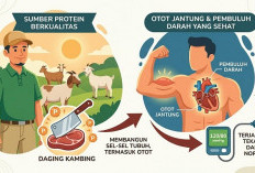 Daging Kambing, Tekanan Darah, Keperkasaan
