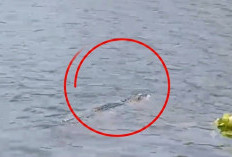  Buaya 3,5 Meter Muncul di Bengawan Solo, Warga Bungah Gresik Diimbau Waspada