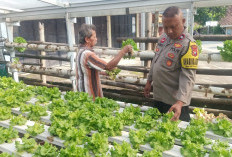 Bhabinkamtibmas Watualang Monitoring Sawi Hijau dan Selada, Dukung Ketahanan Pangan Warga