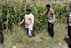 Polsek Tulangan Tinjau Lahan Jagung di Desa Kajeksan, Dukung Swasembada Pangan