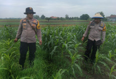 Dukung Swasembada Pangan, Kanit Binmas Polsek Krembung Rawat Jagung Hibrida