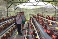 Polisi Dampingi Pembudidaya Ayam Petelur di Kalisat Rembang, Saat Ini Berkembang Baik